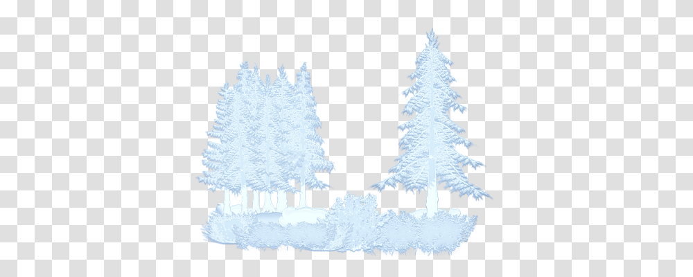 Winter Nature, Tree, Plant, Fir Transparent Png