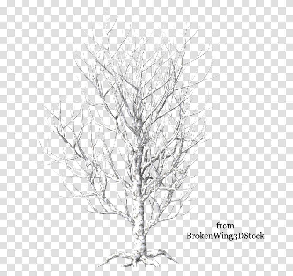 Winter Birch Tree River Birch, Plant, Chandelier, Lamp, Root Transparent Png