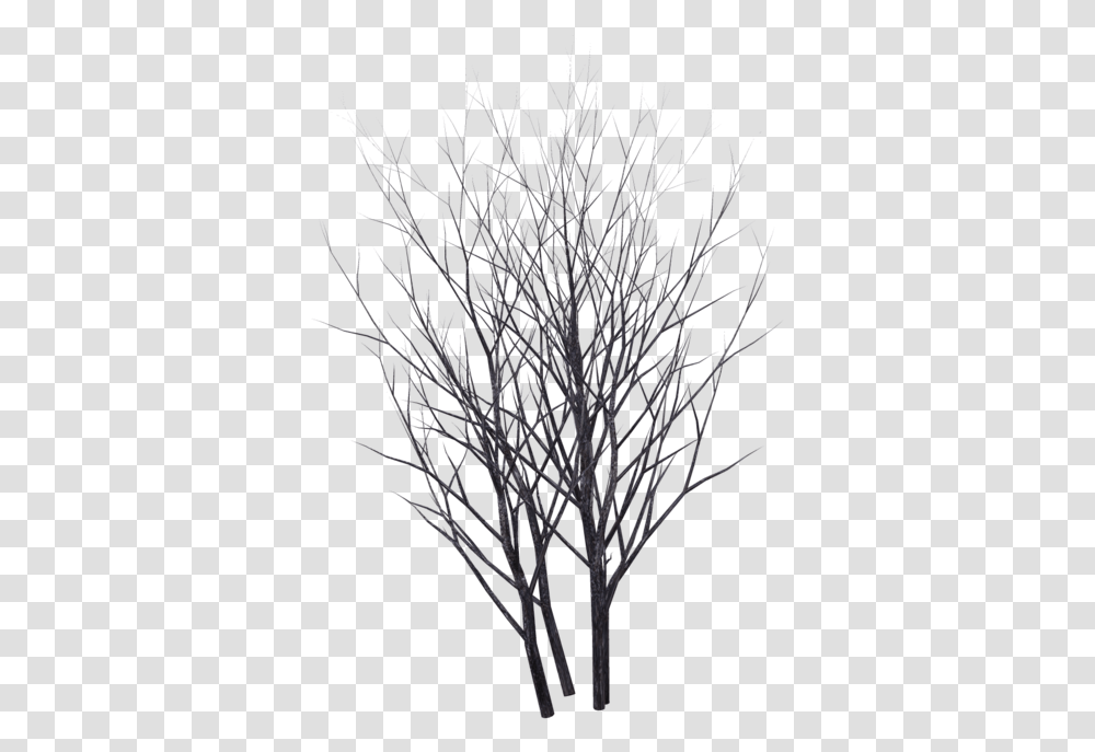 Winter Bush, Nature, Tree, Plant, Outdoors Transparent Png