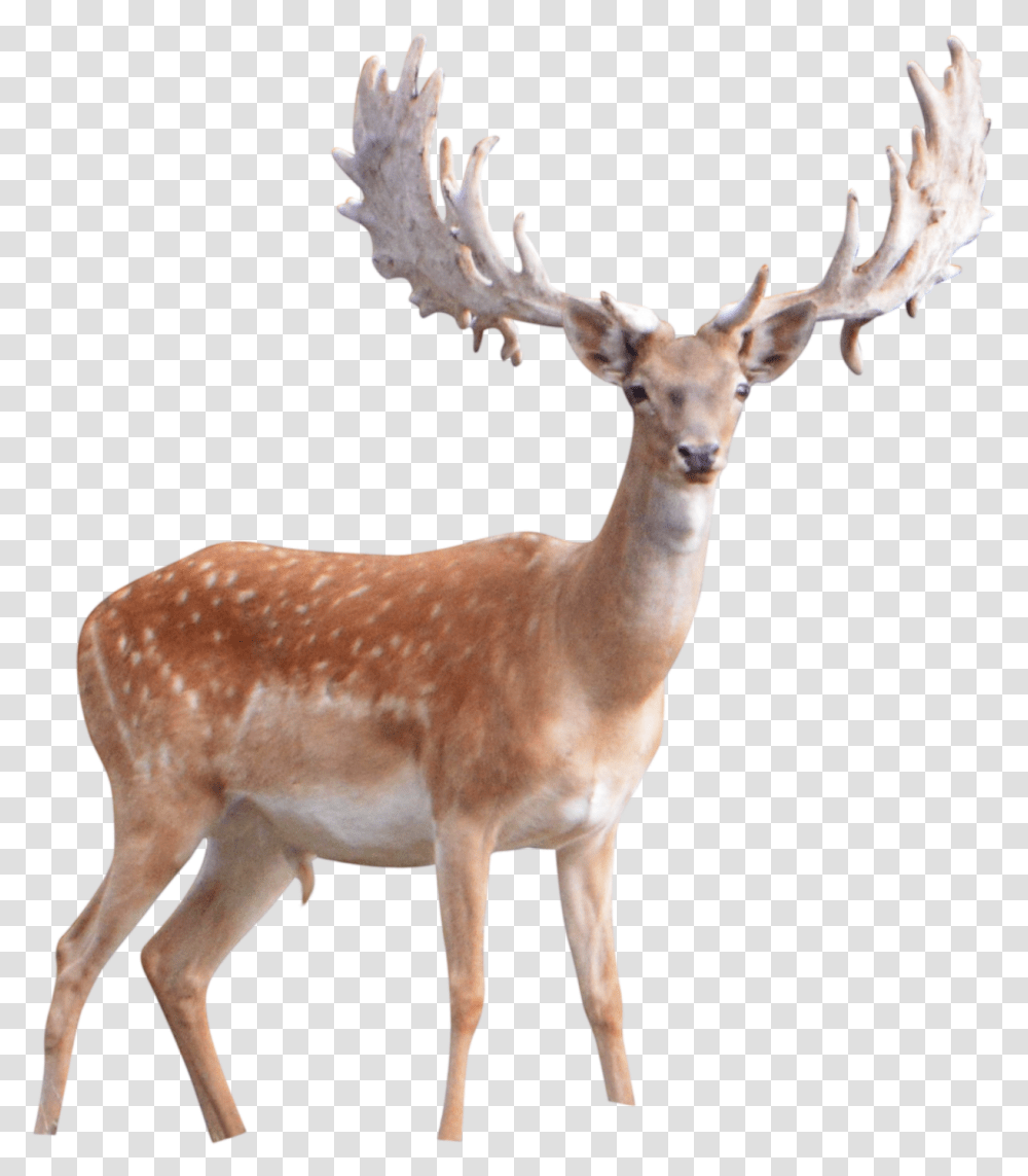 Winter Deer, Antelope, Wildlife, Mammal, Animal Transparent Png