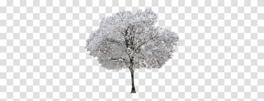Winter Dogwood Tree Oak, Plant, Flower, Blossom, Mineral Transparent Png
