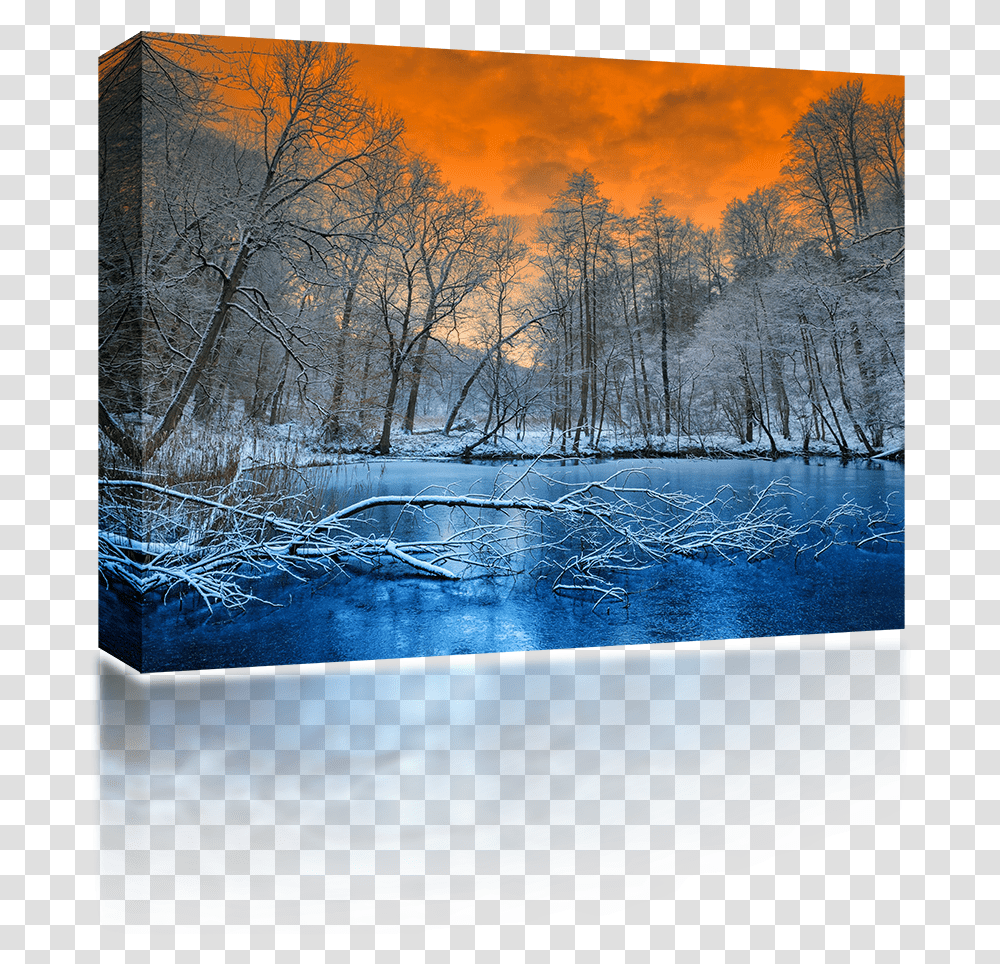 Winter Forest, Nature, Outdoors, Tree, Plant Transparent Png
