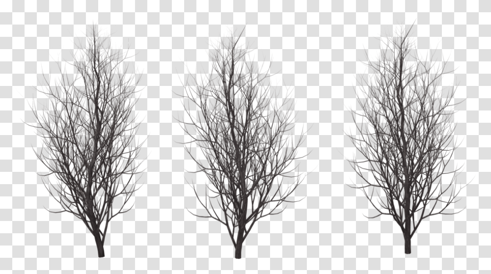 Winter Free Image Winter Tree Silhouette, Plant, Nature, Conifer, Outdoors Transparent Png