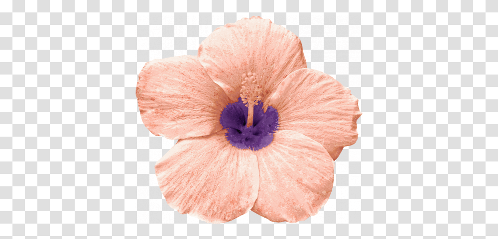 Winter In The Tropics Flower Graphic By Jessica Dunn Hawaiian Hibiscus, Plant, Blossom, Fungus, Anther Transparent Png