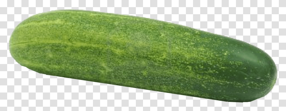 Winter Melon Cucumber, Plant, Grass, Vegetable, Food Transparent Png