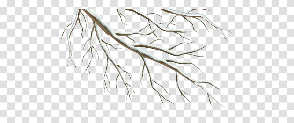 Winter, Nature, Plant, Root, Tree Transparent Png