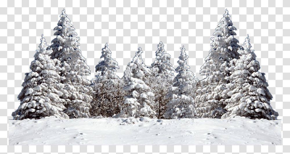 Winter, Nature, Tree, Plant, Outdoors Transparent Png
