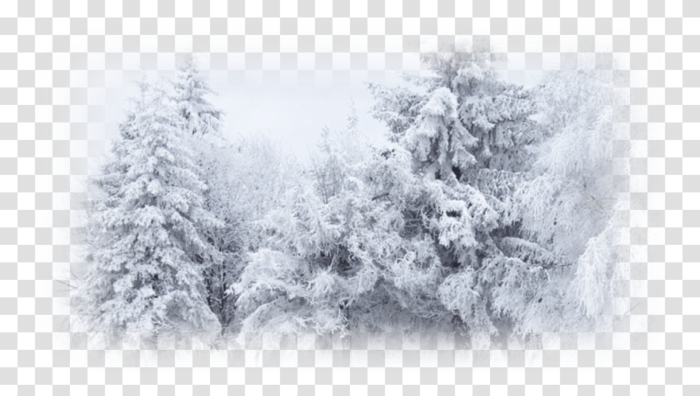 Winter Snow Desktop Wallpaper Cold Winter Winter Snow Background Free, Nature, Outdoors, Ice, Tree Transparent Png