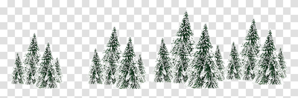 Winter Snow Spruce Tree White Snow Trees, Plant, Fir, Abies, Pine Transparent Png