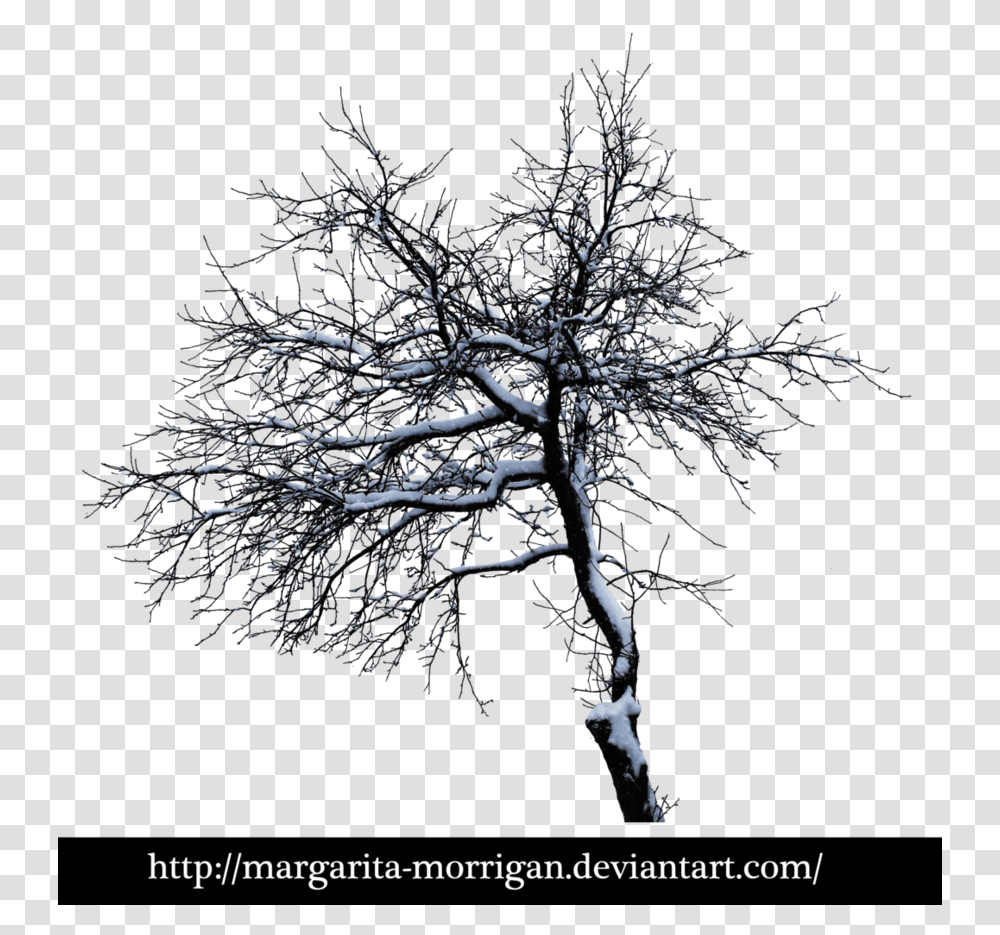 Winter Tree 2 By Margarita Morrigan Oak, Plant, Nature, Outdoors, Night Transparent Png