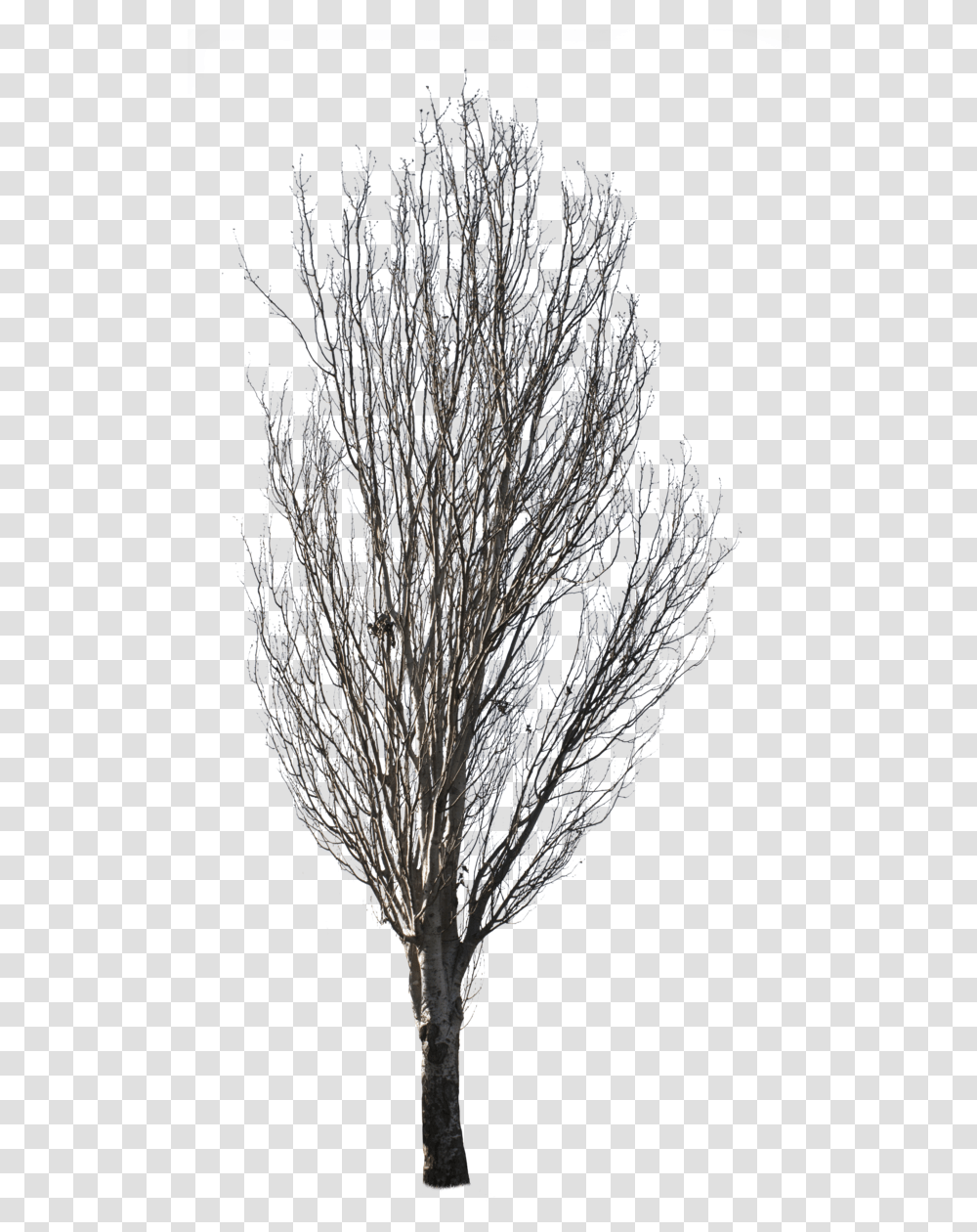 Winter Tree Background, Bird, Nature, Crystal, Grass Transparent Png