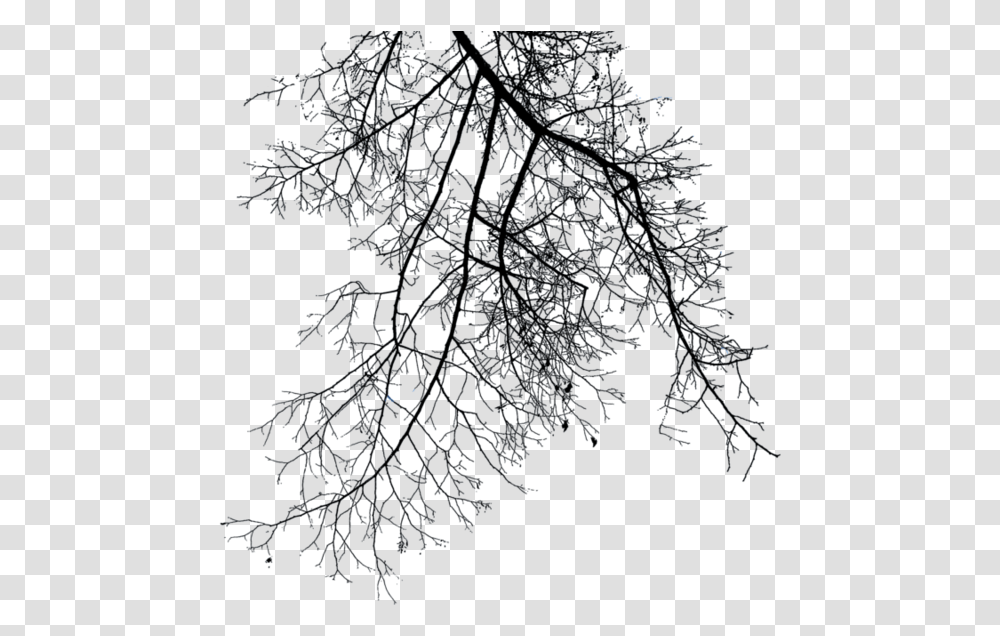 Winter Tree Branch, Nature, Outdoors, Night, Outer Space Transparent Png