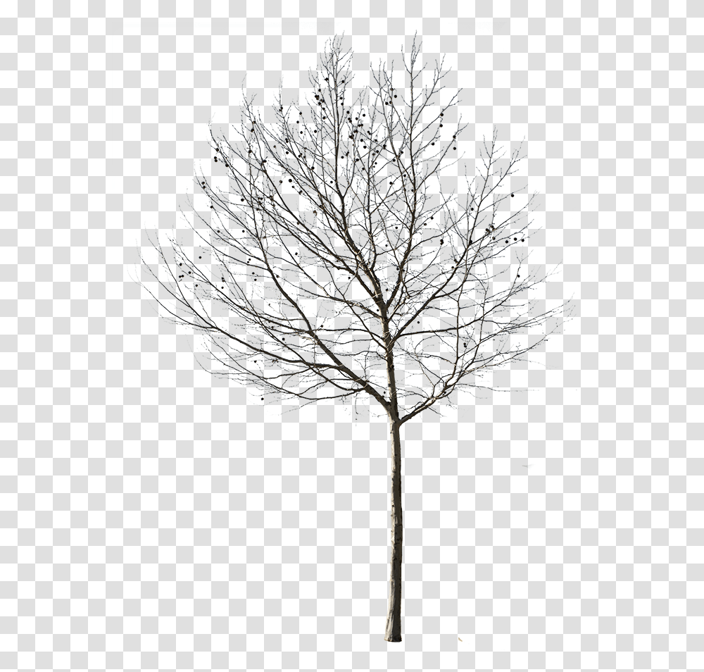 Winter Tree Cut Out, Plant, Nature, Outdoors, Ice Transparent Png