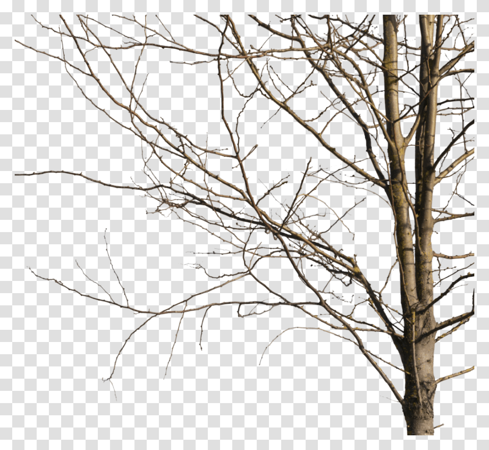 Winter Tree Cut Out, Plant, Tree Trunk Transparent Png