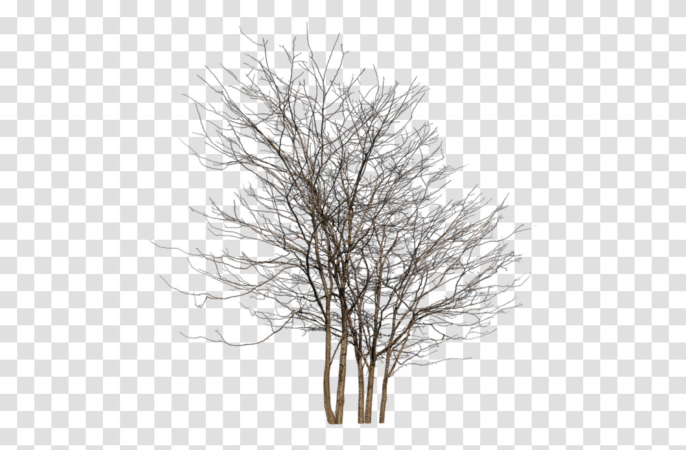 Winter Tree Group, Plant, Nature, Outdoors, Tree Trunk Transparent Png