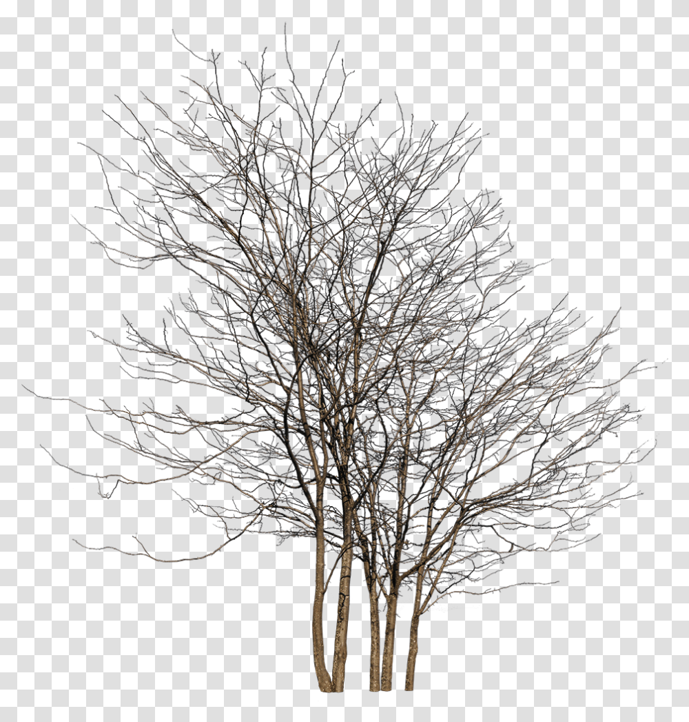 Winter Tree Group, Plant, Tree Trunk, Nature, Outdoors Transparent Png