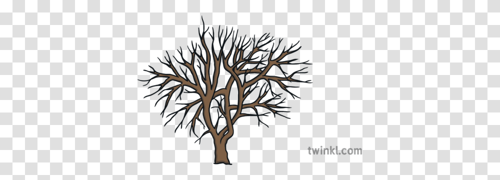 Winter Tree Illustration Twinkl Months Of The Year In Isixhosa, Nature, Plant, Vegetation, Outdoors Transparent Png