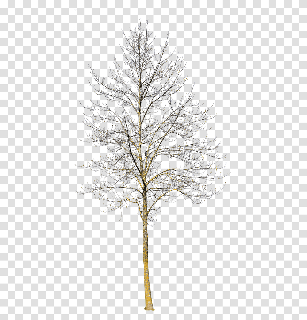 Winter Tree No Background Small Winter Tree, Cross, Plant, Crystal Transparent Png