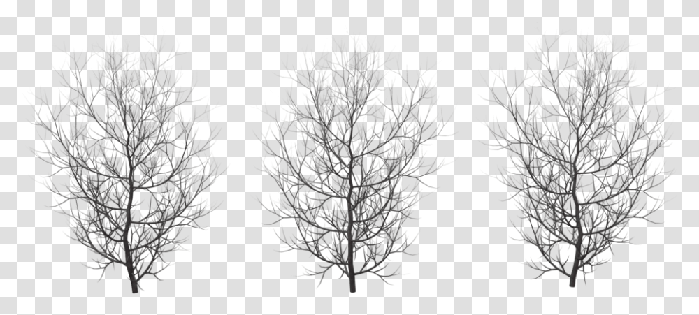 Winter Tree Plan, Nature, Outdoors, Plant, Night Transparent Png