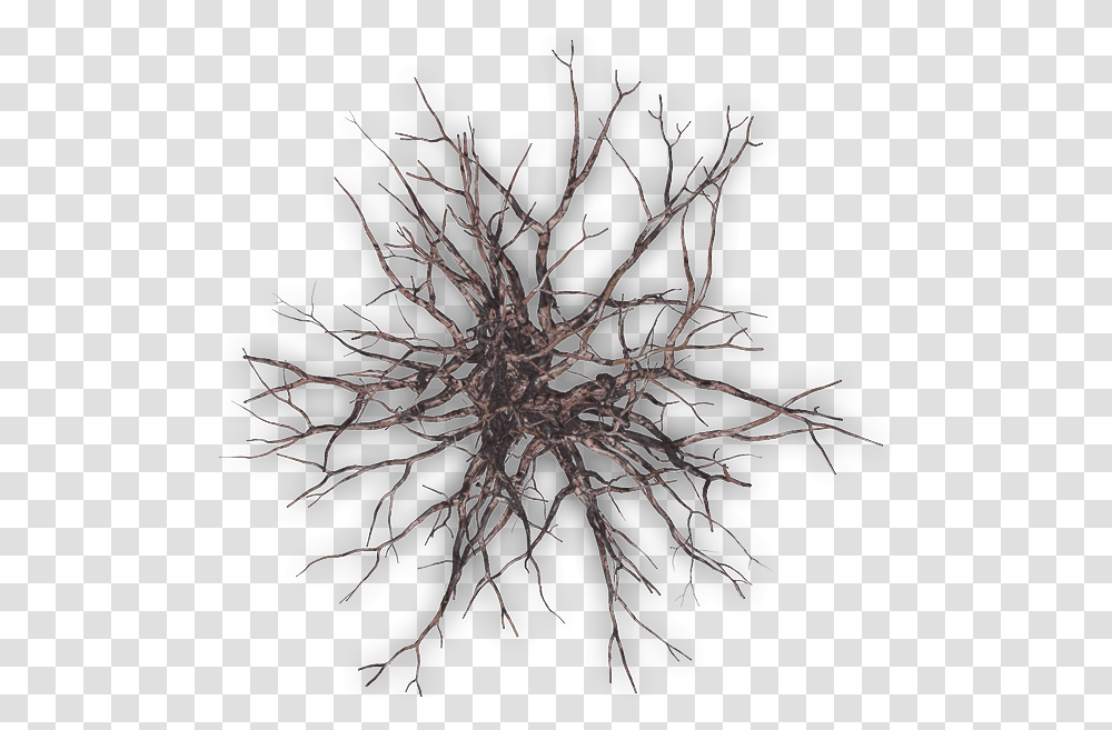 Winter Tree Plan Winter Tree Top View, Root, Plant, Collage, Poster Transparent Png
