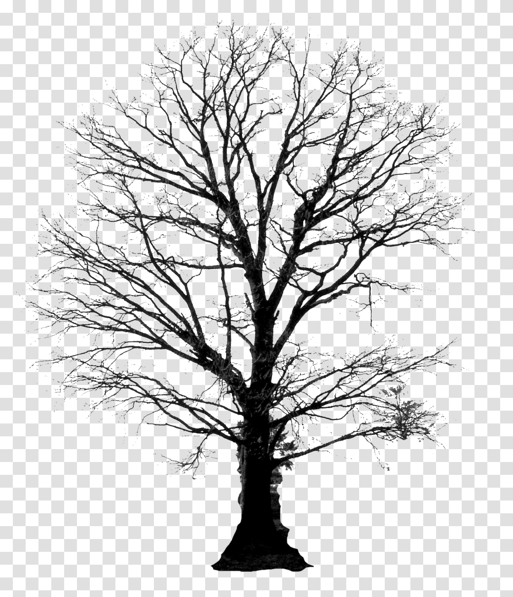 Winter Tree Silhouette 4 Image Tree And Roots Silhouette, Plant, Tree Trunk, Nature, Oak Transparent Png