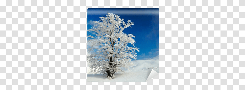 Winter Tree Wall Mural • Pixers We Live To Change Snow, Nature, Outdoors, Ice, Frost Transparent Png