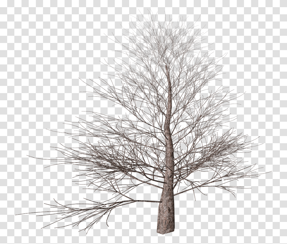 Winter Tree Winter Tree Clipart, Plant, Tree Trunk, Panther, Wildlife Transparent Png