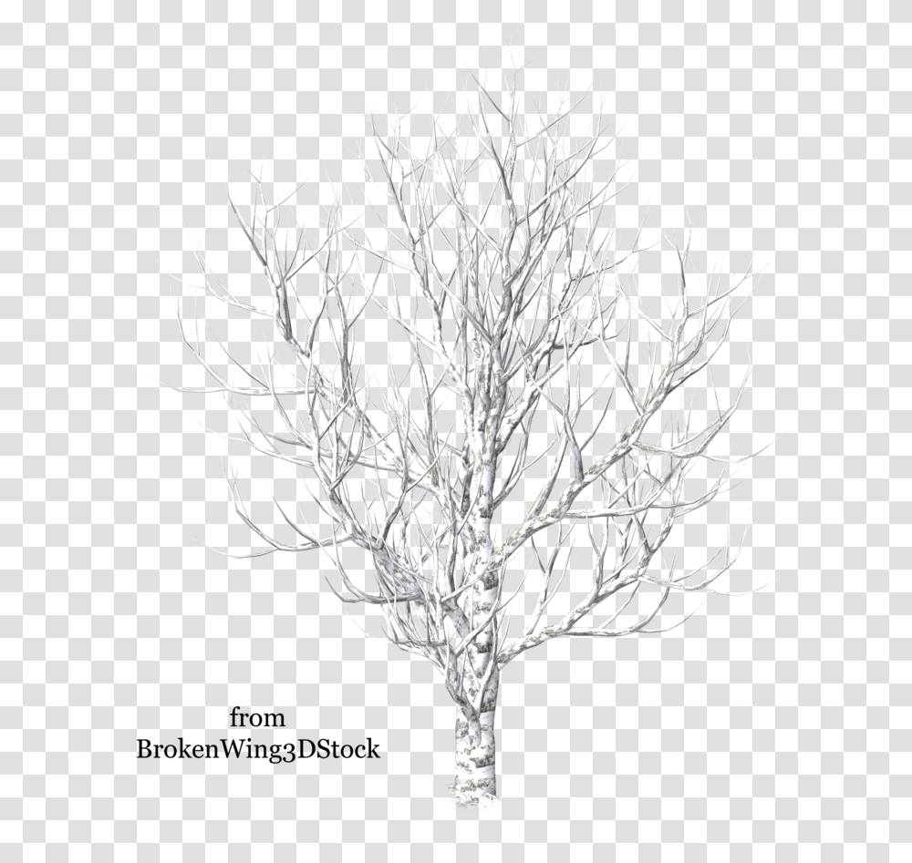 Winter Trees Drawing At Getdrawings Portable Network Graphics, Plant, Tree Trunk, Flower, Blossom Transparent Png