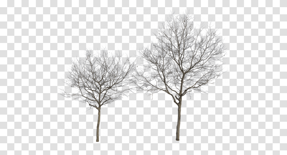 Winter Trees Free Images Clipart Tree Winter Cut Out, Bird, Lighting, Lamp, Ice Transparent Png