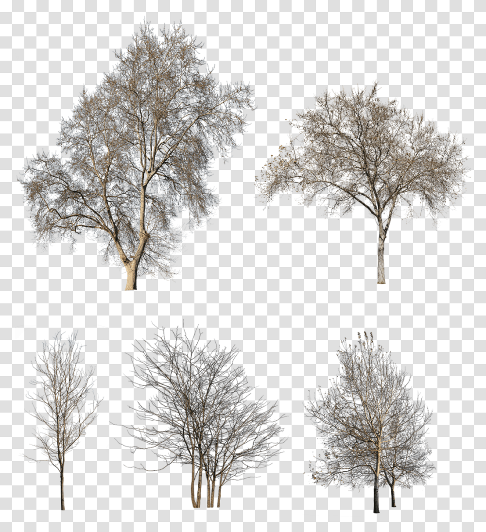 Winter Trees, Nature, Outdoors, Plant, Collage Transparent Png