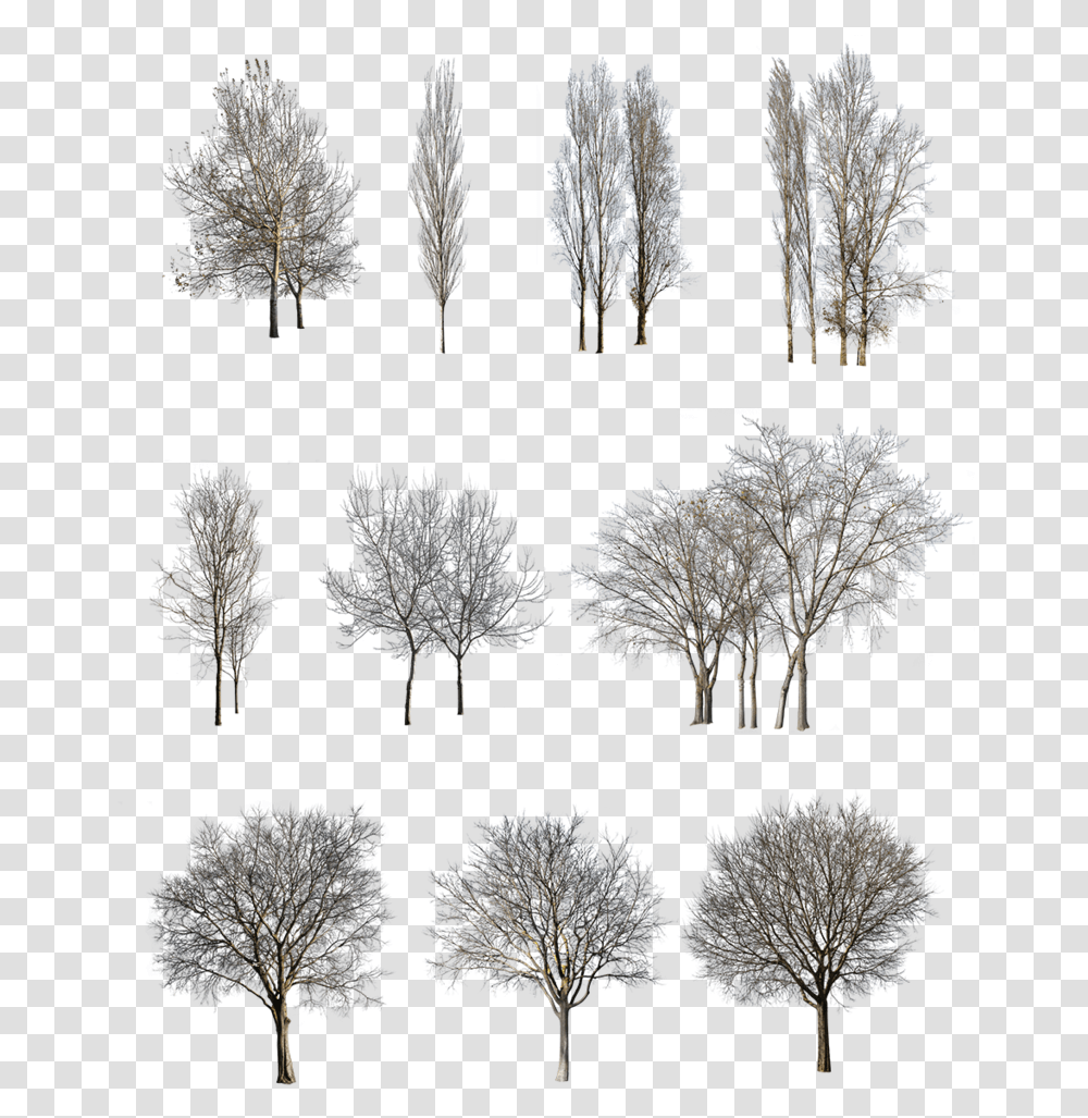 Winter Trees Pack - Cutout Types Of Trees In Architecture, Nature, Ice, Outdoors, Snow Transparent Png