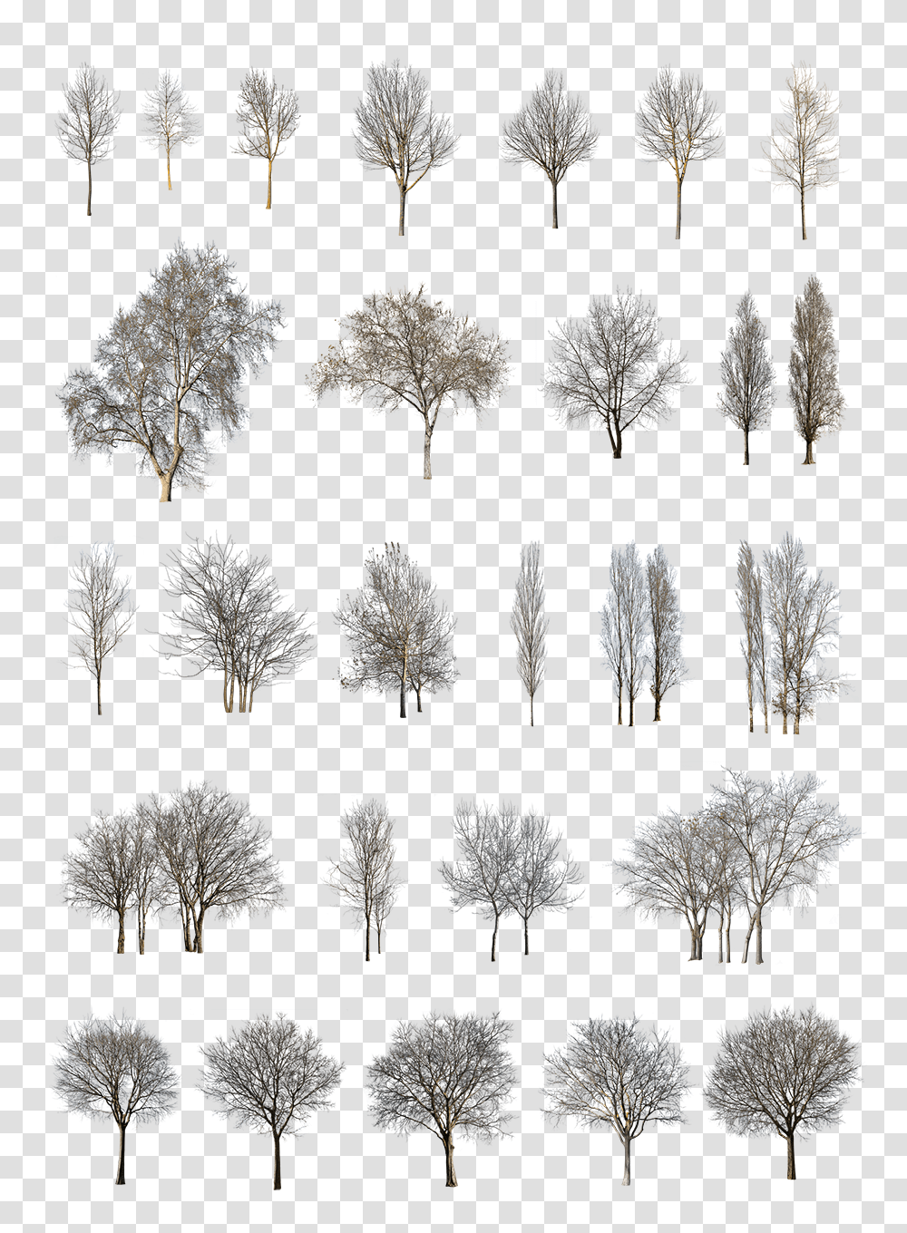 Winter Trees Pack Winter Trees Pack, Chandelier, Building, Architecture, Plant Transparent Png