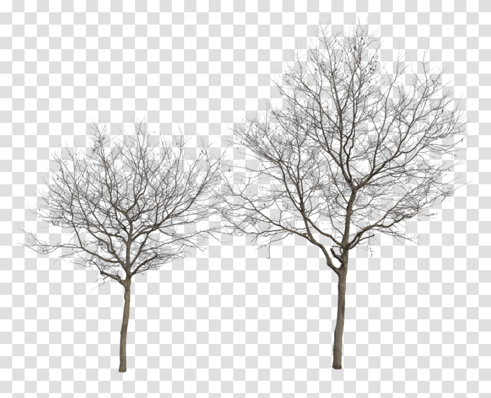 Winter Trees Winter Tree Cut Out Download Winter Trees, Nature, Ice, Outdoors, Snow Transparent Png