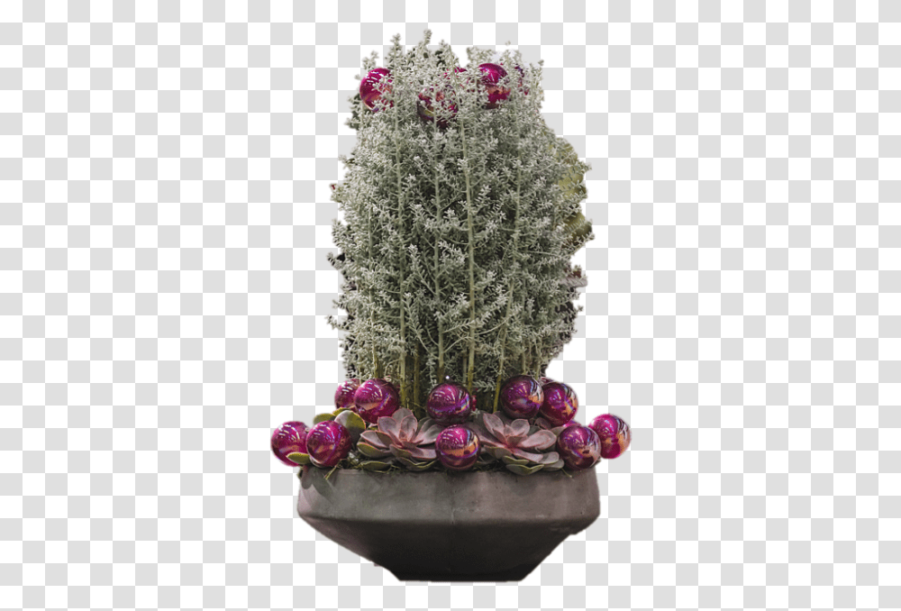Winter Wonderland, Plant, Tree, Cactus, Wedding Cake Transparent Png