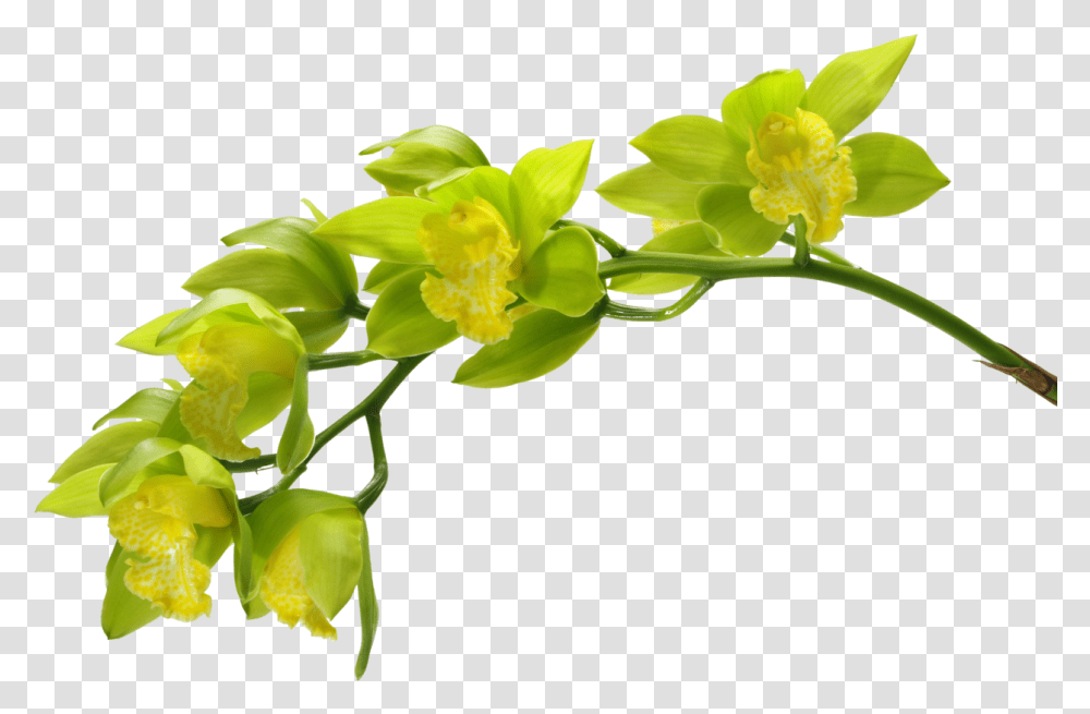 Wiosna Kwiaty Green Orchid Green Flowers Green Orchid Orchid Long Green Flowers, Plant, Blossom, Daffodil, Anther Transparent Png