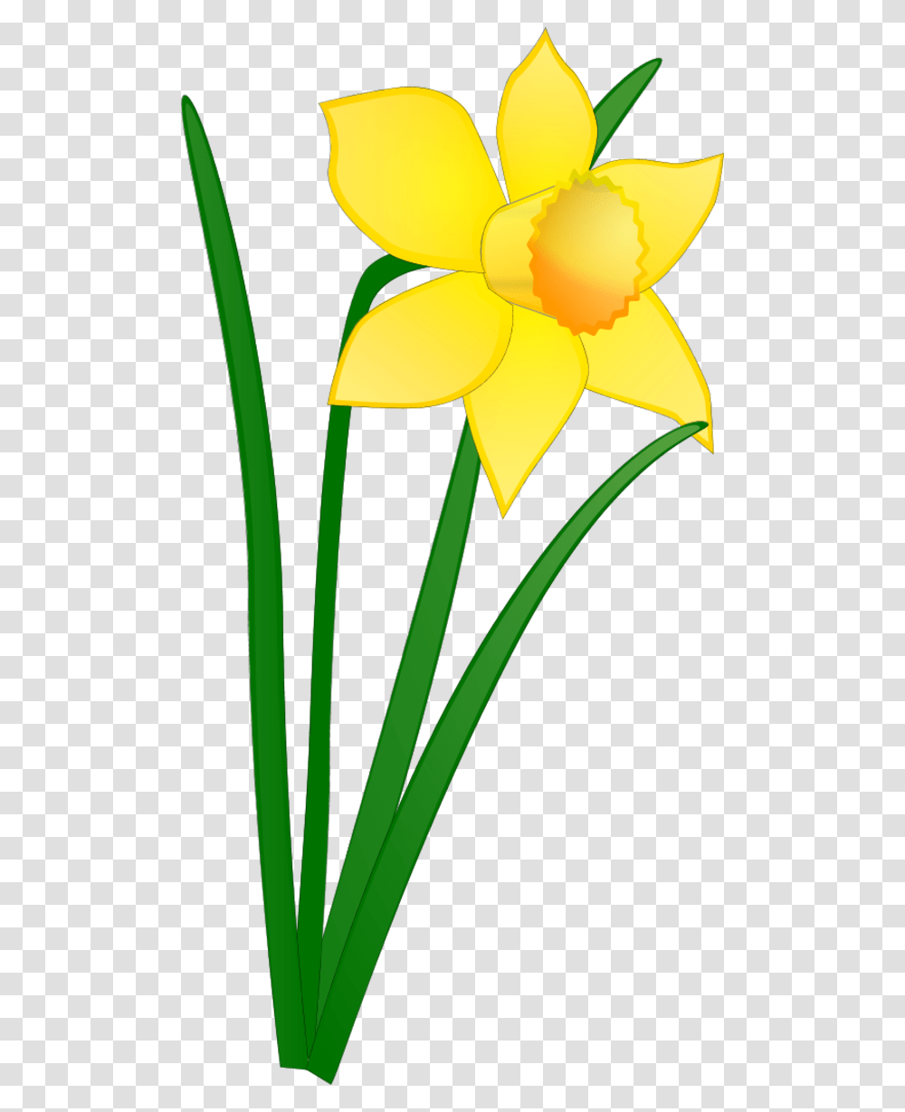 Wire Clip Art, Plant, Flower, Blossom, Daffodil Transparent Png