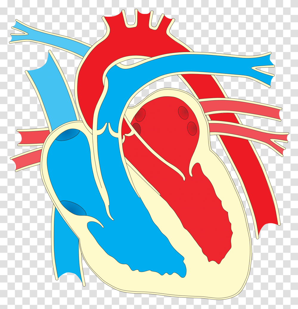 Wiring Diagram Heart Drawing Clip Art Unlabelled Heart Diagram Simple, Apparel, Footwear, Flip-Flop Transparent Png