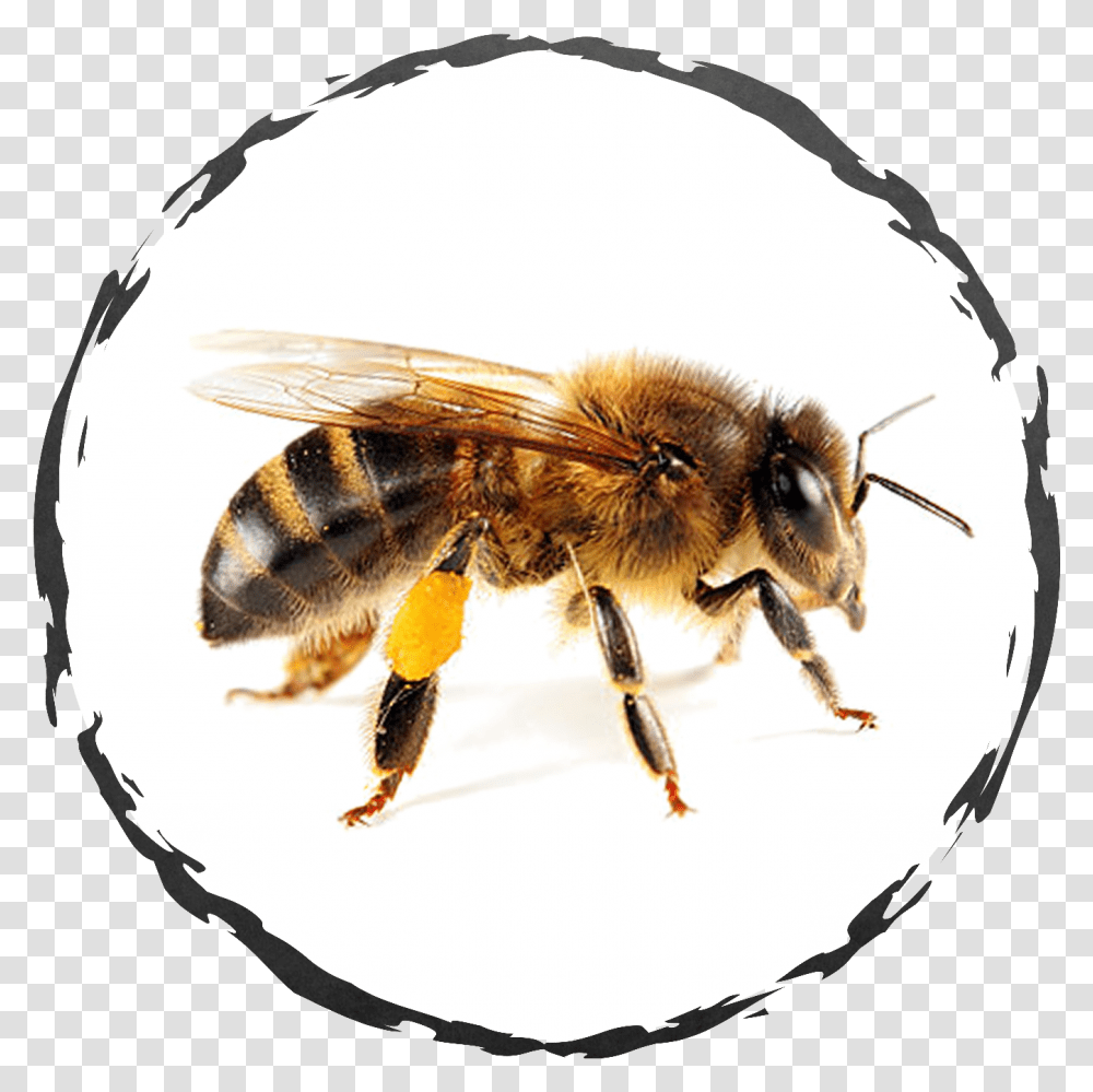 Wisconsin Honey Bees, Insect, Invertebrate, Animal, Wasp Transparent Png