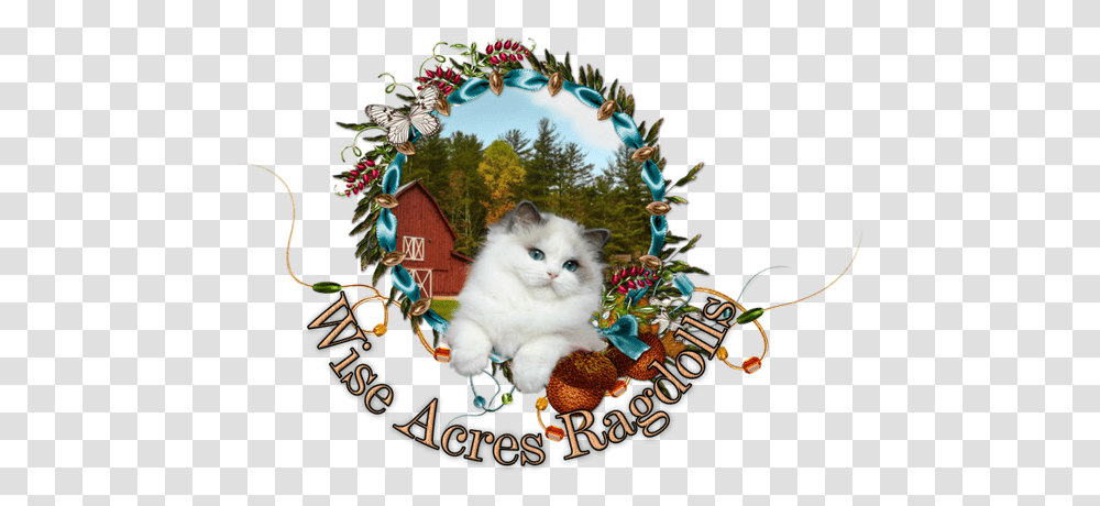 Wiseacres Ragdolls Ragdoll Kittens For Lovely, Cat, Pet, Mammal, Animal Transparent Png