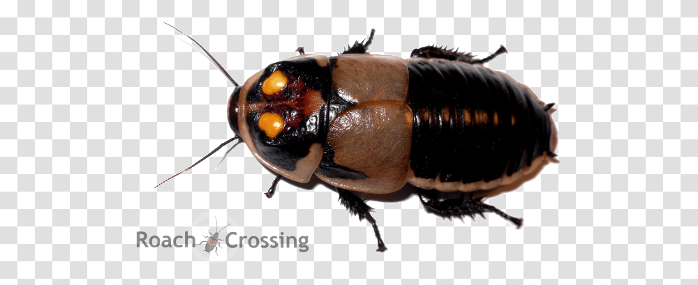 Wish List Roach Crossing, Animal, Invertebrate, Insect, Firefly Transparent Png