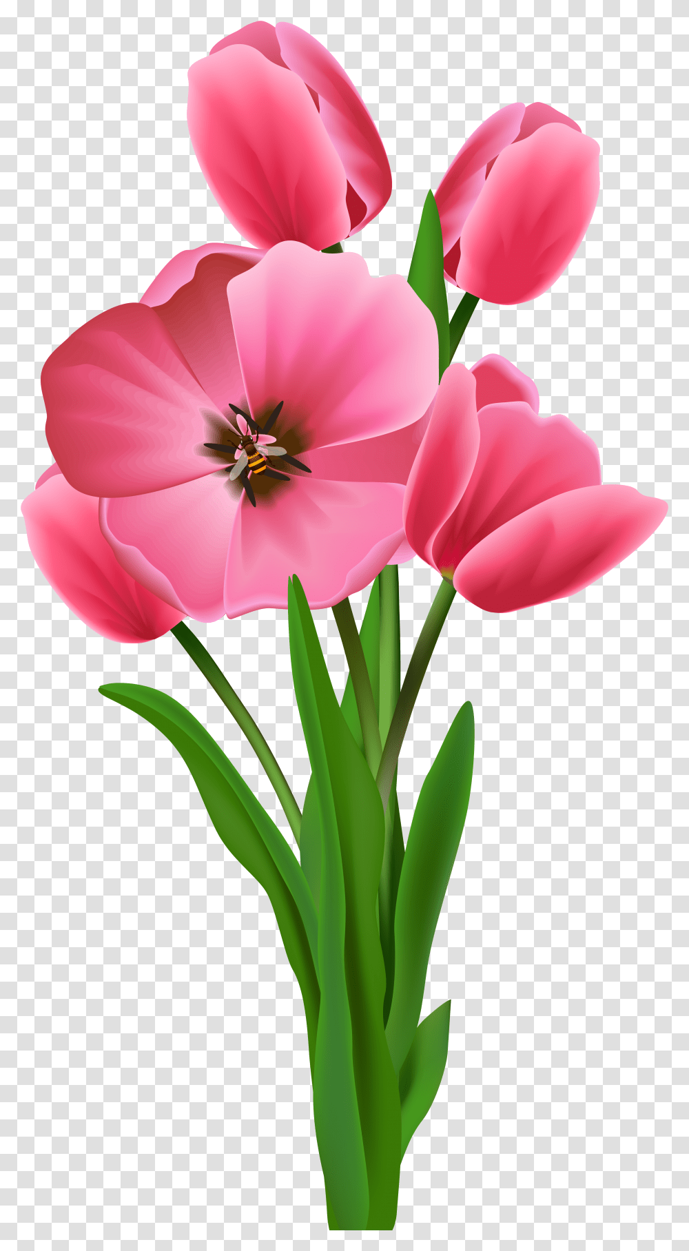 Wish Morning Youtube Good Drawing, Plant, Flower, Blossom, Geranium Transparent Png