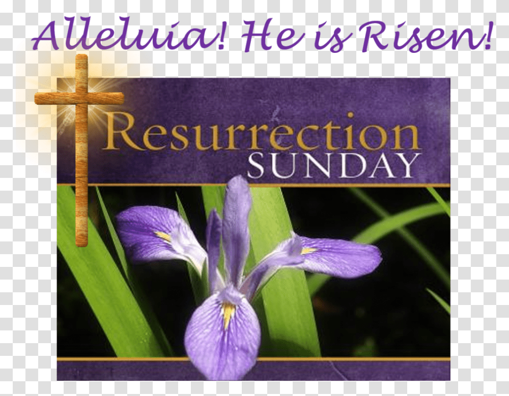 Wishing A Blessed Resurrection Sunday, Purple, Iris, Flower, Plant Transparent Png