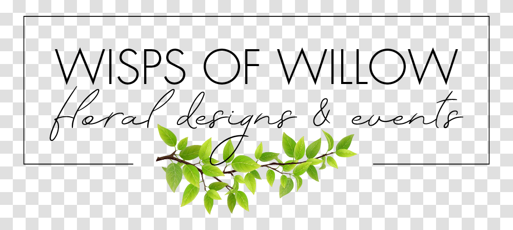 Wisps Of Willow Calligraphy, Leaf, Plant, Flower, Blossom Transparent Png