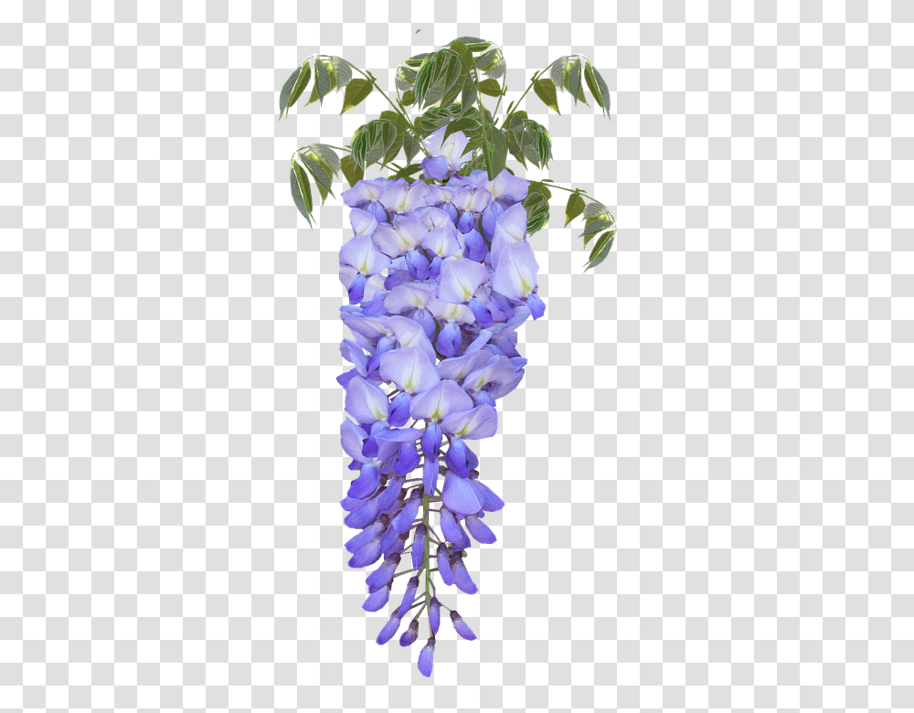 Wisteria 960, Flower, Plant, Iris, Lupin Transparent Png