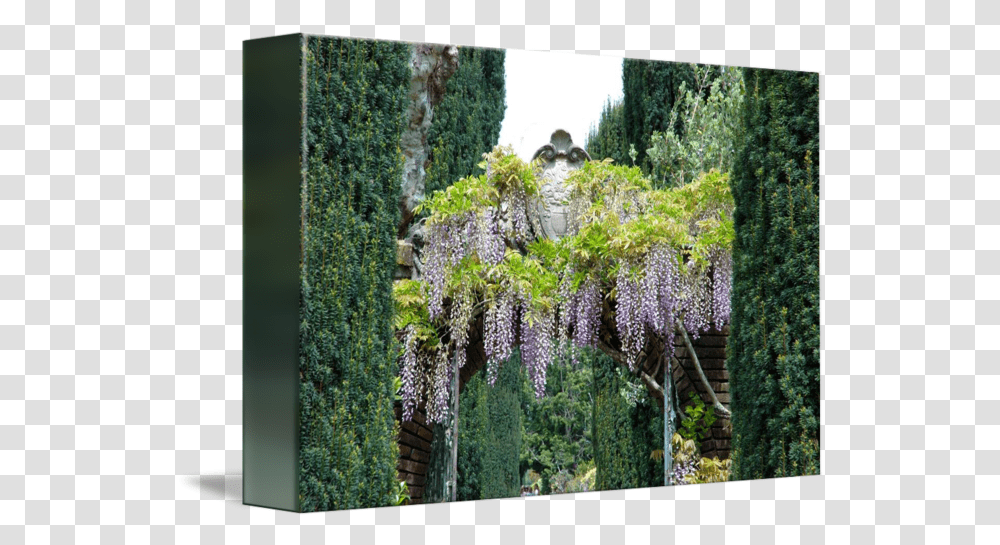 Wisteria Arch By Bob Fike Vertical, Arbour, Garden, Outdoors, Plant Transparent Png
