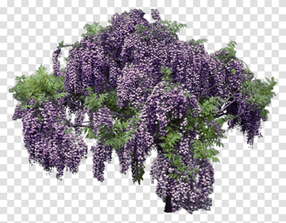 Wisteria Background Flowers Tree Background, Plant, Blossom, Lupin, Lilac Transparent Png