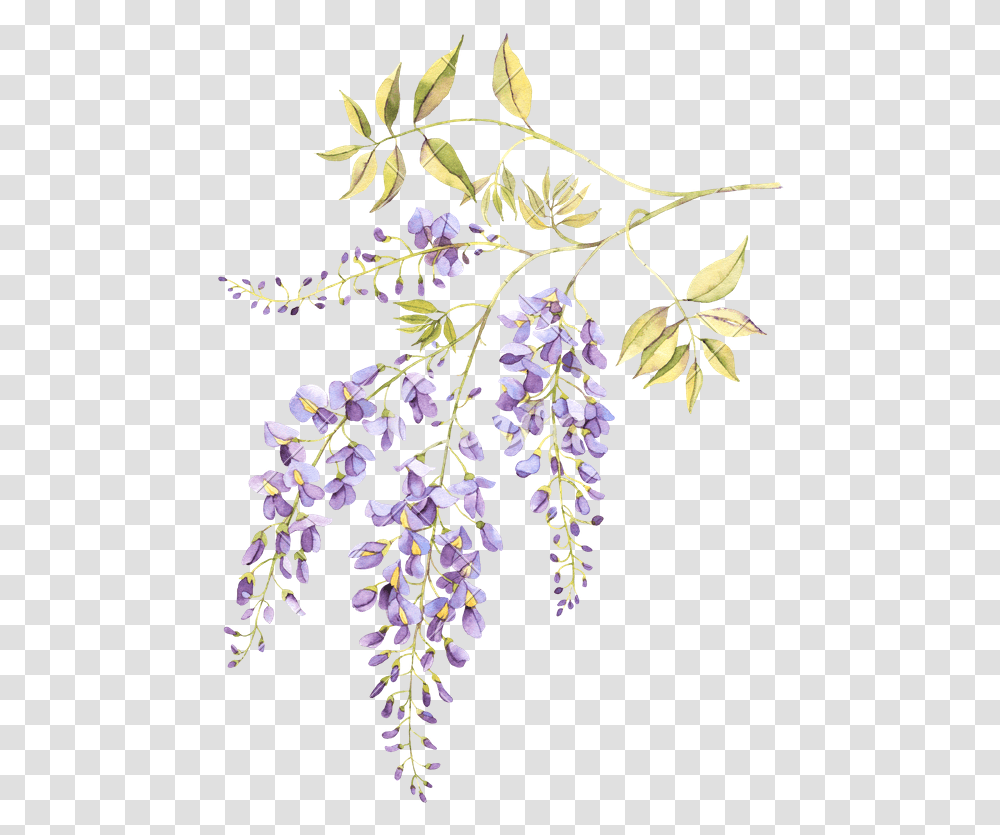 Wisteria Blossom Watercolor, Plant, Flower, Acanthaceae, Lupin Transparent Png