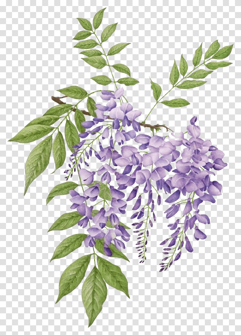 Wisteria Botanical Illustration, Plant, Flower, Blossom, Acanthaceae Transparent Png