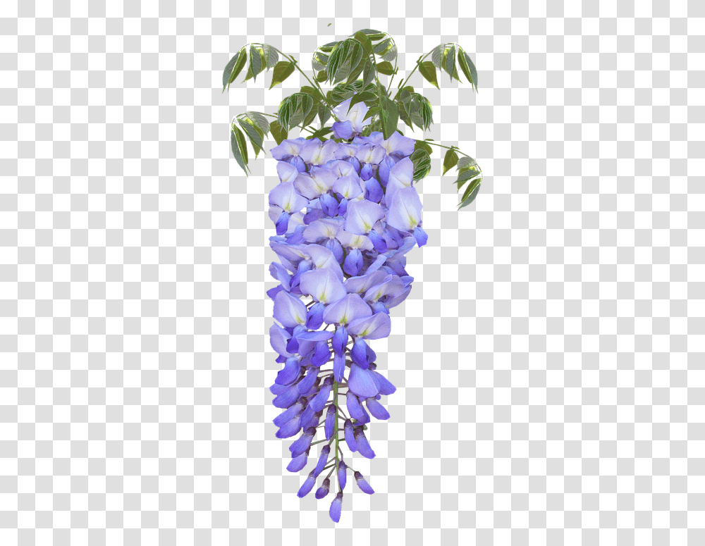 Wisteria Flower Purple Glicine, Plant, Blossom, Insect, Invertebrate Transparent Png