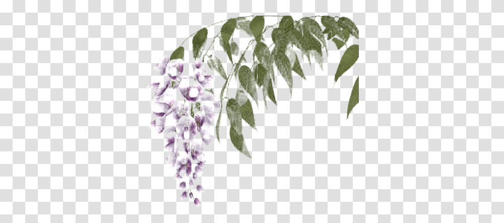 Wisteria Image Twig, Plant, Flower, Blossom, Acanthaceae Transparent Png